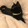 kati_cat